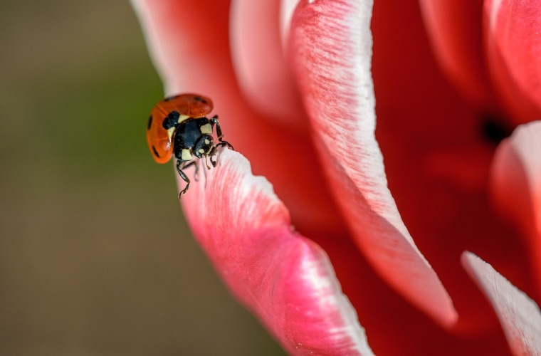 ladybug-1330093_1280