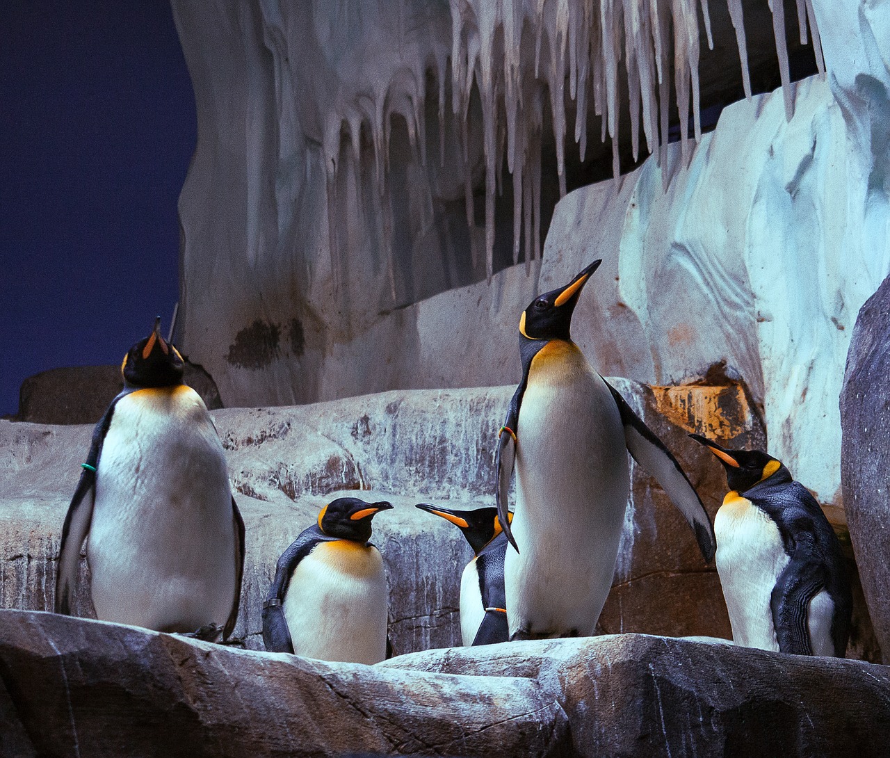 king-penguin-3865238_1280